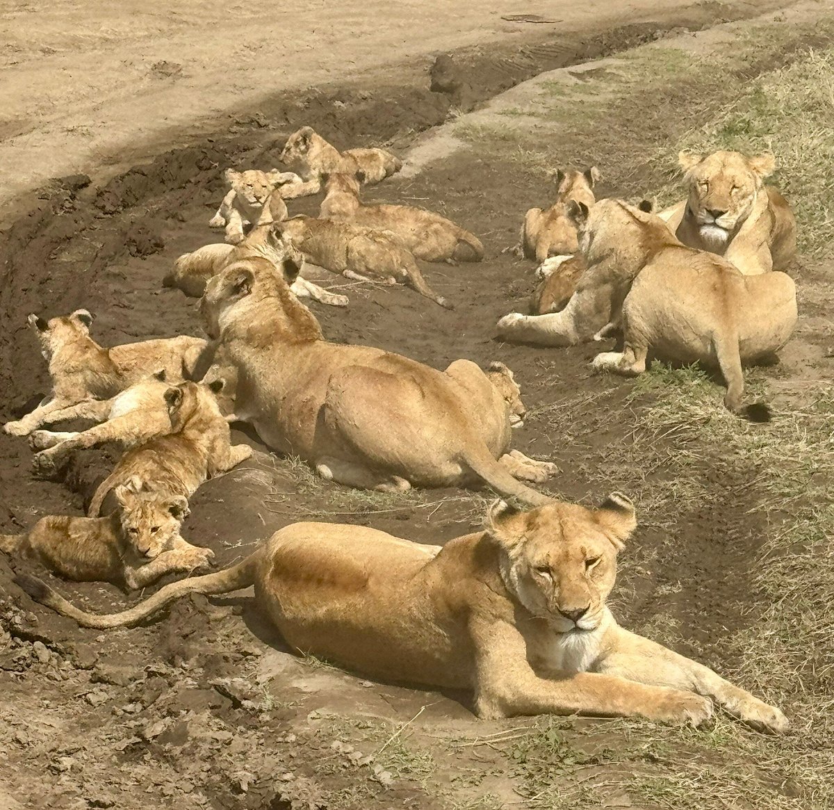 How Do You Say Lion in Swahili? A Complete Guide 100 Incredible Animal Group Names Everyone Should Know