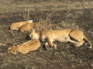 Top Rated Safari Itineraries: The Ultimate Guide to Africa Top Rated Safari Itineraries: The Ultimate Guide to Africa