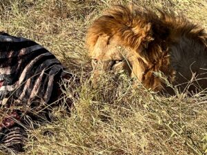 Do Lions Eat Humans? The Truth Is Wider Than You Think Do Lions Eat Humans? The Truth Is Wider Than You Think