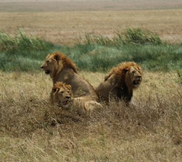 Big Five Safari Special Offers 2026: How to Experience