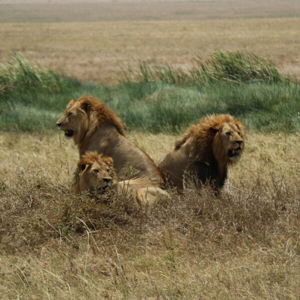Big Five Safari Special Offers 2026: How to Experience