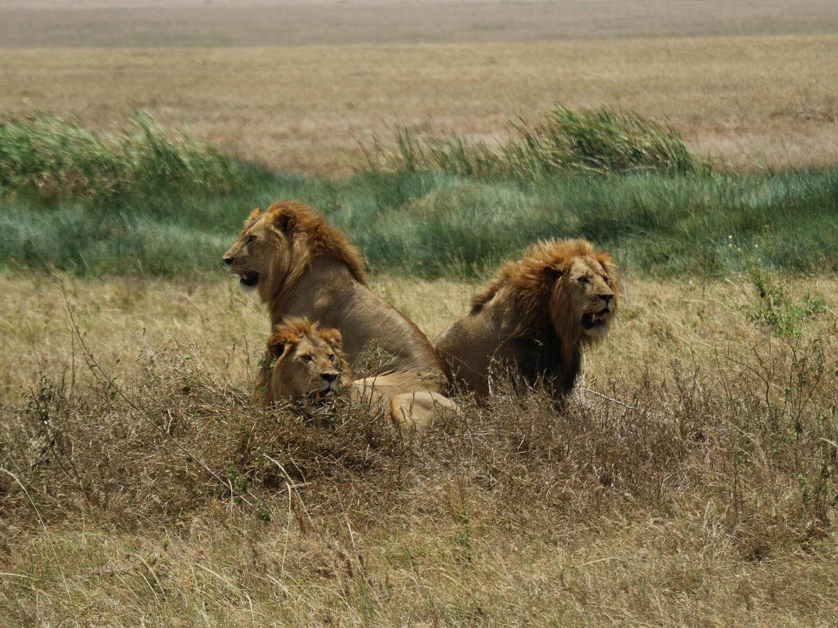 Big Five Safari Special Offers 2026: How to Experience Big Five Safari Special Offers 2026: How to Experience