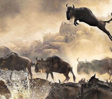 There are few wildlife spectacles on Earth as Powerful, raw, and unforgettable as the Wildebeest Migration 