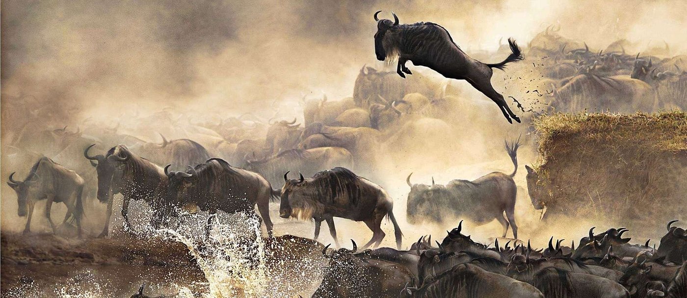 There are few wildlife spectacles on Earth as Powerful, raw, and unforgettable as the Wildebeest Migration 