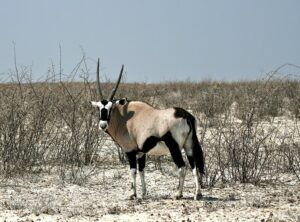 10 Mind-Blowing Facts About the Central Kalahari Game 10 Mind-Blowing Facts About the Central Kalahari Game
