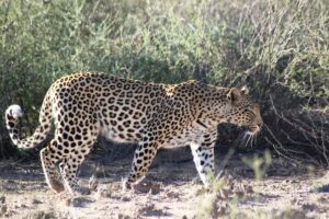 Leopard vs Cheetah vs Jaguar vs Panther: Key Differences Leopard vs Cheetah vs Jaguar vs Panther: Key Differences