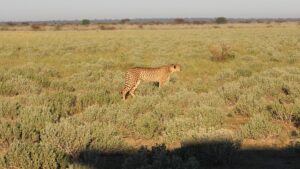10 Mind-Blowing Facts About the Central Kalahari Game 10 Mind-Blowing Facts About the Central Kalahari Game