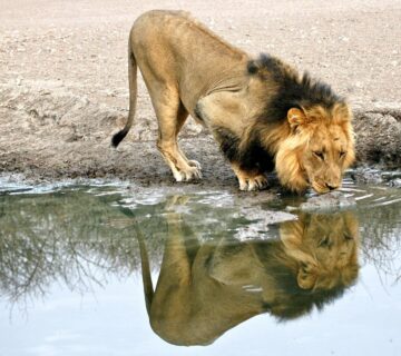 Most Affordable Luxury Safari Destinations: Experience