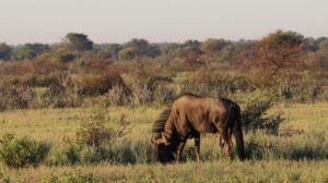 10 Mind-Blowing Facts About the Central Kalahari Game 10 Mind-Blowing Facts About the Central Kalahari Game