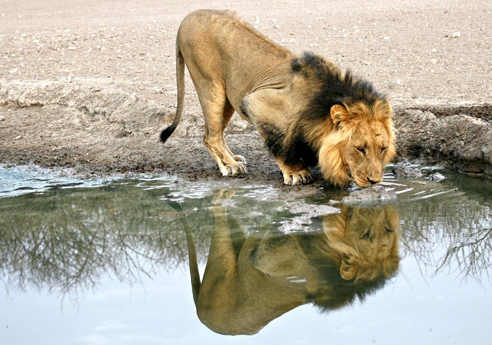 10 Mind-Blowing Facts About the Central Kalahari Game Most Affordable Luxury Safari Destinations: Experience