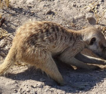 Desert Animals of the World: A Complete Guide to Wildlife