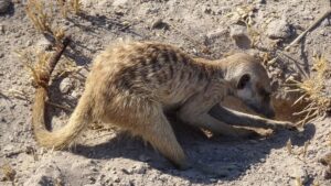 10 Mind-Blowing Facts About the Central Kalahari Game 10 Mind-Blowing Facts About the Central Kalahari Game