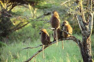 Best Tanzania Safari Tour Operators 2026: The Ultimate Guide Best Tanzania Safari Tour Operators 2026: The Ultimate Guide