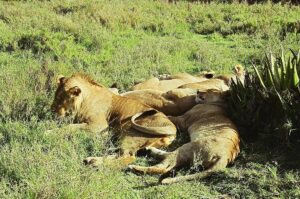 Private Tanzania Safari with Zanzibar Extension: Private Tanzania Safari with Zanzibar Extension: