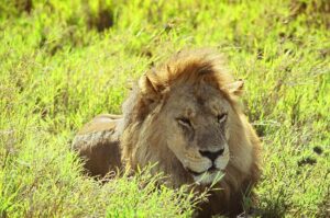 Best Tanzania Safari Tour Operators 2026: The Ultimate Guide Best Tanzania Safari Tour Operators 2026: The Ultimate Guide