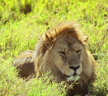 Uganda National Parks Safari Deals: The Ultimate Guide
