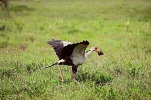 Compare Uganda Safari Packages: The Ultimate Guide Compare Uganda Safari Packages: The Ultimate Guide