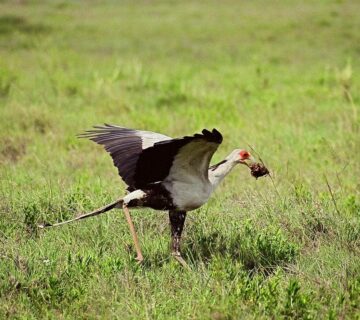 Compare Uganda Safari Packages: The Ultimate Guide