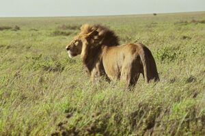 How Do You Say Lion in Swahili? A Complete Guide How Do You Say Lion in Swahili? A Complete Guide to Meaning,
