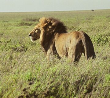 How Do You Say Lion in Swahili? A Complete Guide to Meaning,