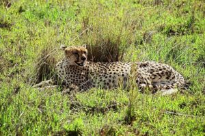 Leopard vs Cheetah vs Jaguar vs Panther: Key Differences Leopard vs Cheetah vs Jaguar vs Panther: Key Differences