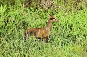 Best Tanzania Safari Tour Operators 2026: The Ultimate Guide Best Tanzania Safari Tour Operators 2026: The Ultimate Guide