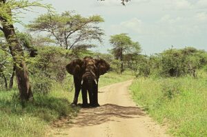 Best Tanzania Safari Tour Operators 2026: The Ultimate Guide Best Tanzania Safari Tour Operators 2026: The Ultimate Guide