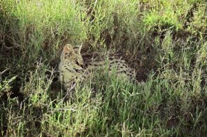 Best Tanzania Safari Tour Operators 2026: The Ultimate Guide Best Tanzania Safari Tour Operators 2026: The Ultimate Guide
