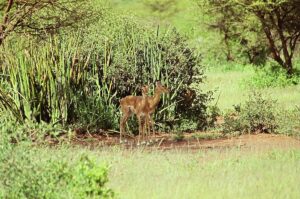 Best Tanzania Safari Tour Operators 2026: The Ultimate Guide Best Tanzania Safari Tour Operators 2026: The Ultimate Guide