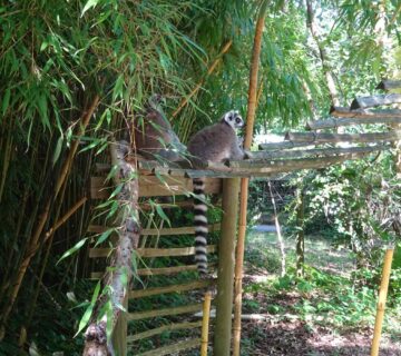 The Ultimate AZ Guide to Monkey Species Around the World