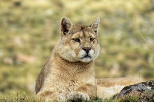 Highest Jumping Animals in the World Ranked by Jump Height