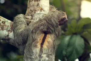 10 Mind-Blowing Facts About the Slowest Animal on Earth 10 Mind-Blowing Facts About the Slowest Animal on Earth