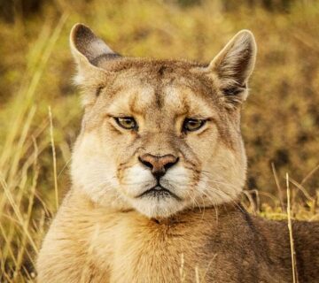 Highest Jumping Animals in the World Ranked by Jump Height
