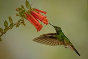 Do Hummingbirds Have Sex in Midair? The Truth Will Surprise 