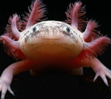 Top 30 Cutest Animals You Need to See in Your Lifetime