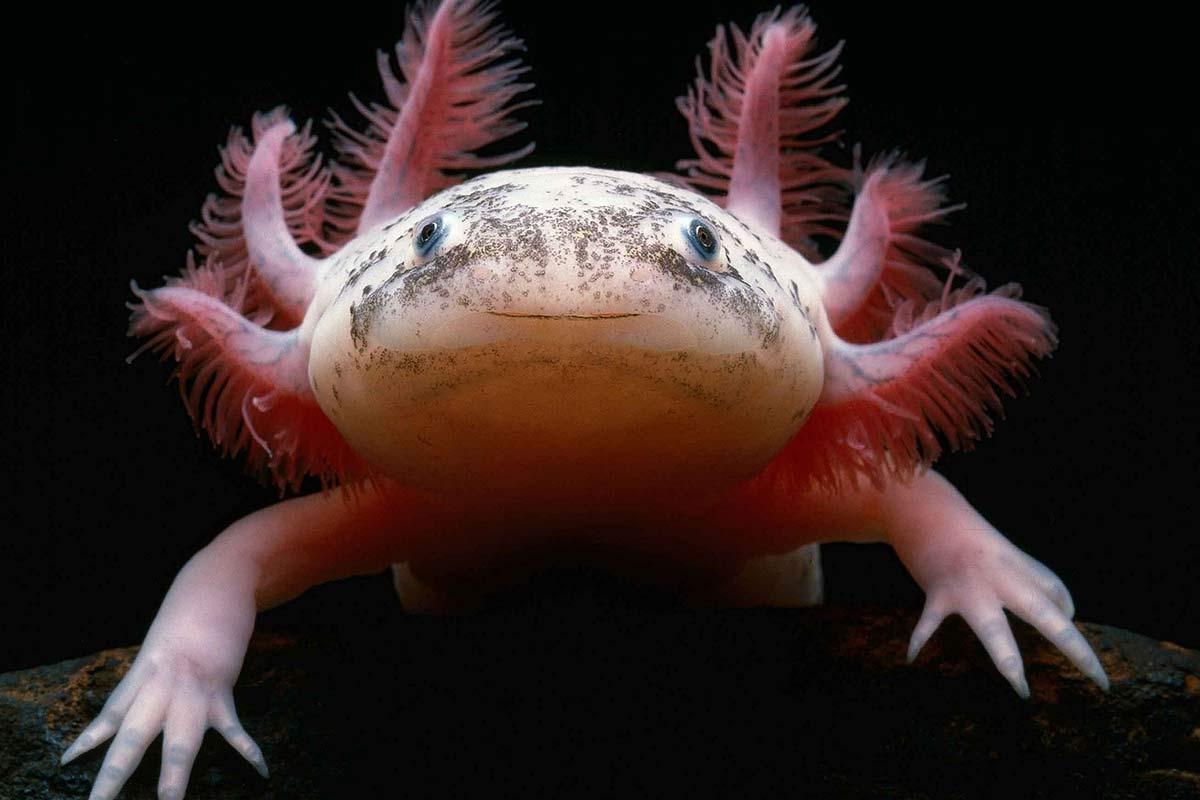 Top 30 Cutest Animals You Need to See in Your Lifetime