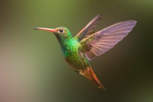 Do Hummingbirds Have Sex in Midair? The Truth Will Surprise 