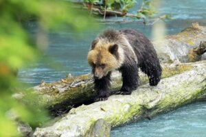 Gorilla vs Grizzly Bear: Strength Gorilla vs Grizzly Bear: Strength, Weight, Fighting Ability