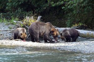Gorilla vs Grizzly Bear: Strength Gorilla vs Grizzly Bear: Strength, Weight, Fighting Ability