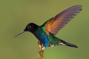 Compare Uganda Safari Packages: The Ultimate Guide Compare Uganda Safari Packages: The Ultimate Guide