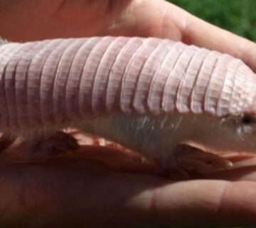 The Smallest Animal on Earth: A Tiny Creature