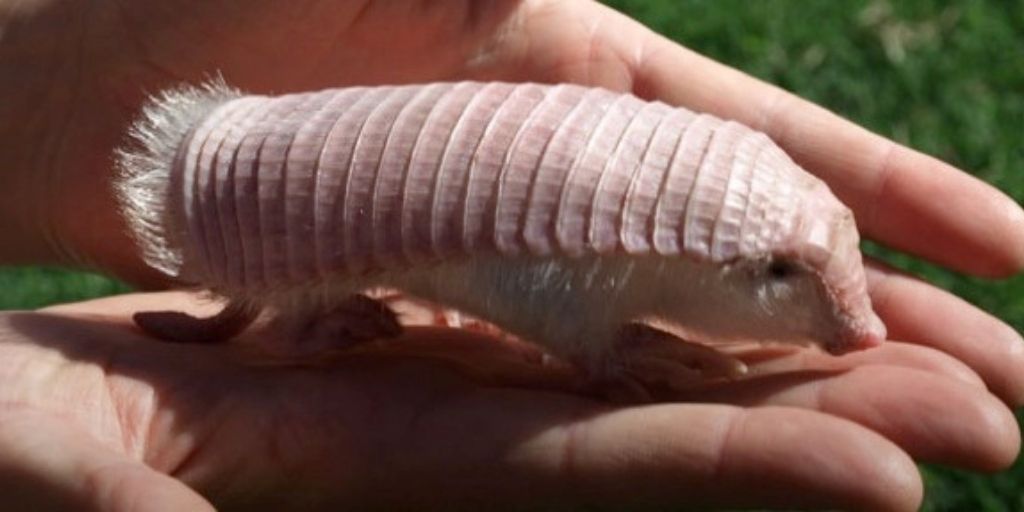 The Smallest Animal on Earth: A Tiny Creature