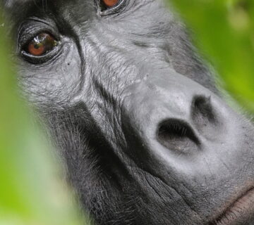 Pregnant Mountain Gorilla’s Journey