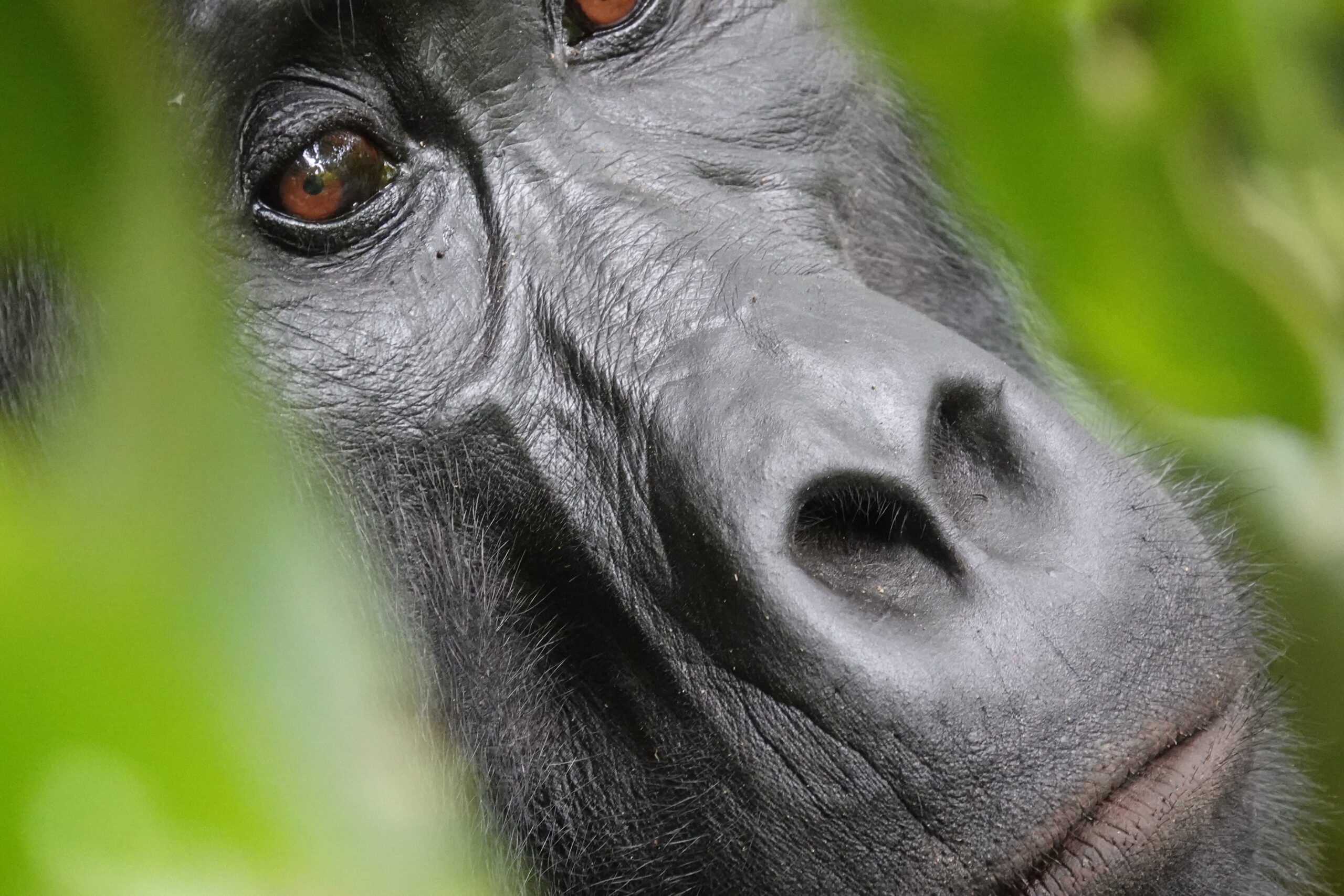Pregnant Mountain Gorilla’s Journey Pregnant Mountain Gorilla’s Journey