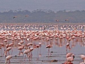 Why Millions of Flamingos Turn Lake Nakuru Pink Every Year:
