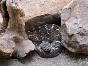 Do Snakes Hibernate in Winter? Everything You Need to Know