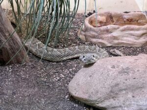 Do Snakes Hibernate in Winter? Everything You Need to Know