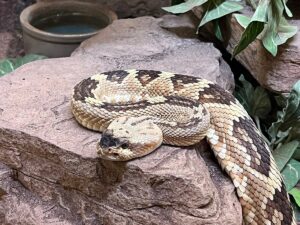 Do Snakes Hibernate in Winter? Everything You Need to Know