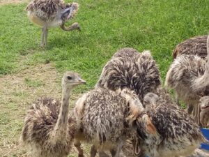 Maasai Ostrich Farm: The Ultimate Wildlife, Culture &