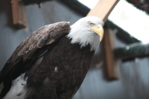 10 Largest Eagles in the World (With Jaw-Dropping Facts 